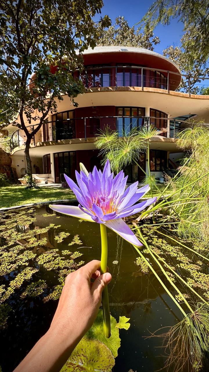 Flor de loto